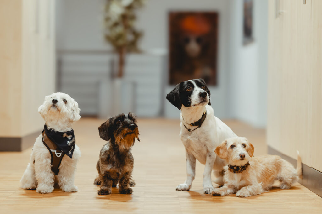 vier Hunde sitzen im Flur