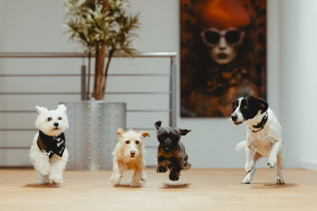 Vier Hunde rennen den Flur entlang